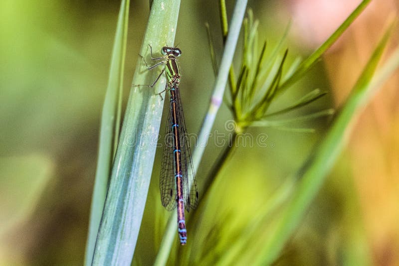 Beautiful green-azure dragonfly Arrow Southern Coenagrion mercuriale