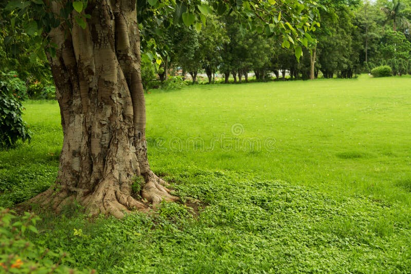 Hình nền đẹp vườn xanh có cỏ và cây chắc chắn sẽ đem lại cho bạn một không gian sống độc đáo và đầy thơ mộng. Bức ảnh như một lời giới thiệu cho bạn thế giới xanh tươi và ấm áp của thiên nhiên.