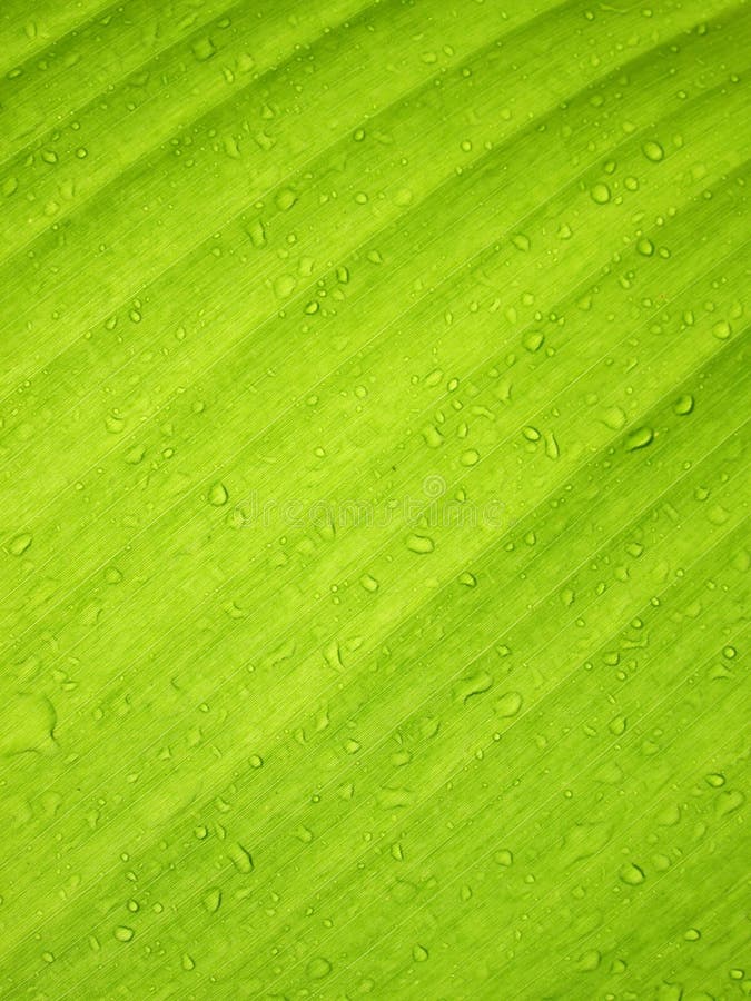 Beautiful Green Banana Leaf with Water Drops