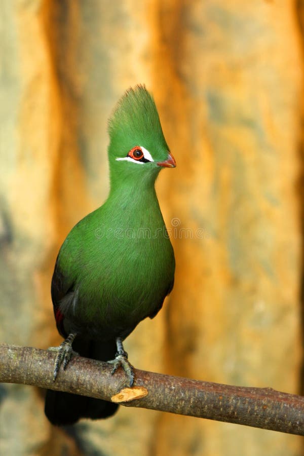 Crested Turaco