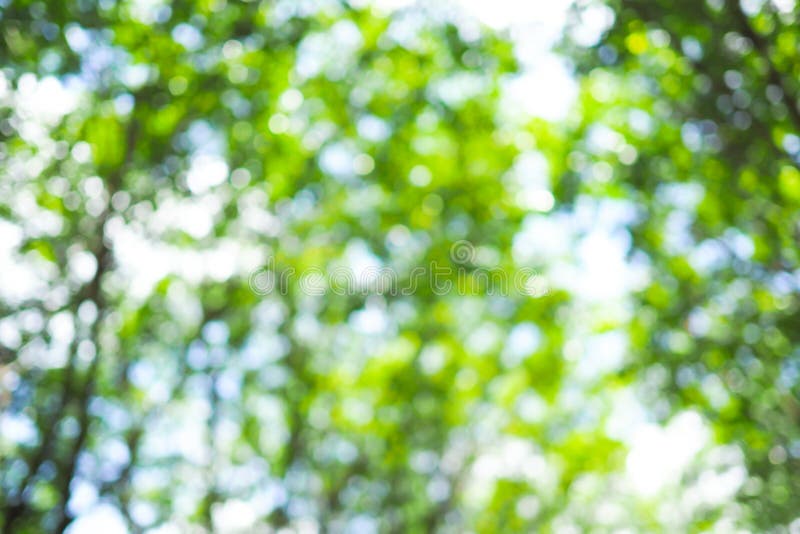 Beautiful Green Bokeh of Tree Leaves Nature Out of Focus ...