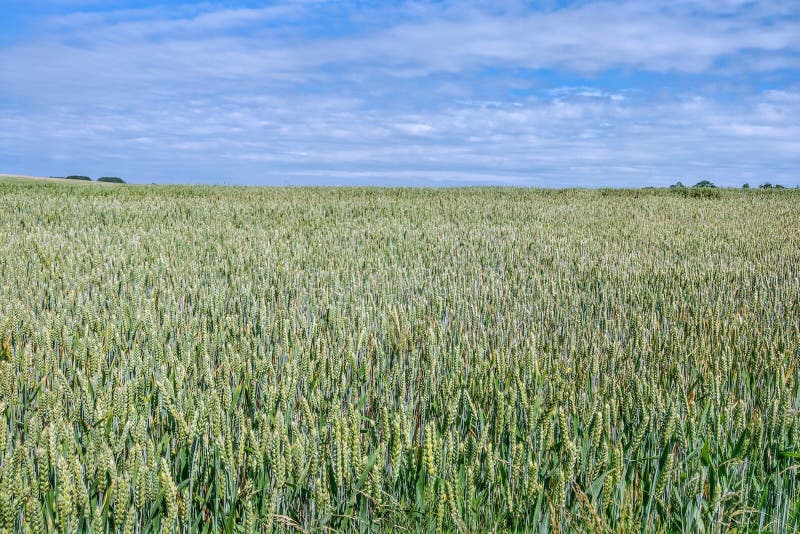 Krásne zelené polia pšenice s modrou oblohou, prírodné pozadie