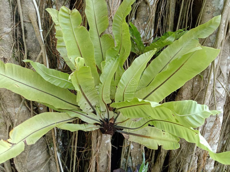 Beautiful Green Flower in a Tree Stock Image Image of jungle, tropics