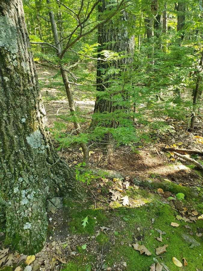 Beautiful Green Forest Mount Tom Stock Photo Image of nature, garden