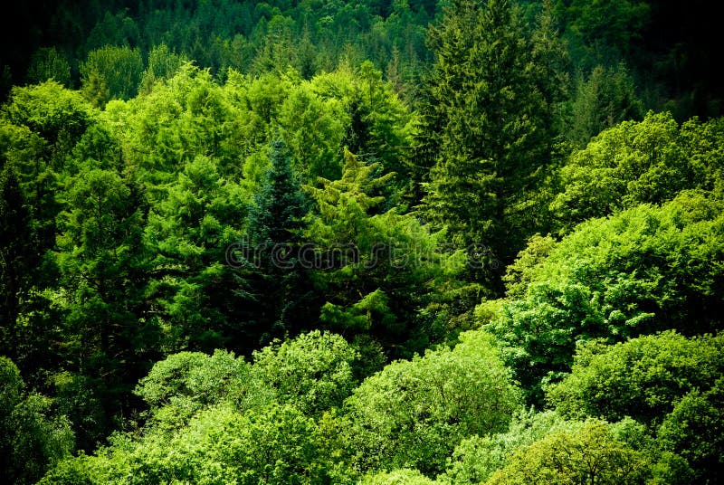 Beautiful Green Forest Scene