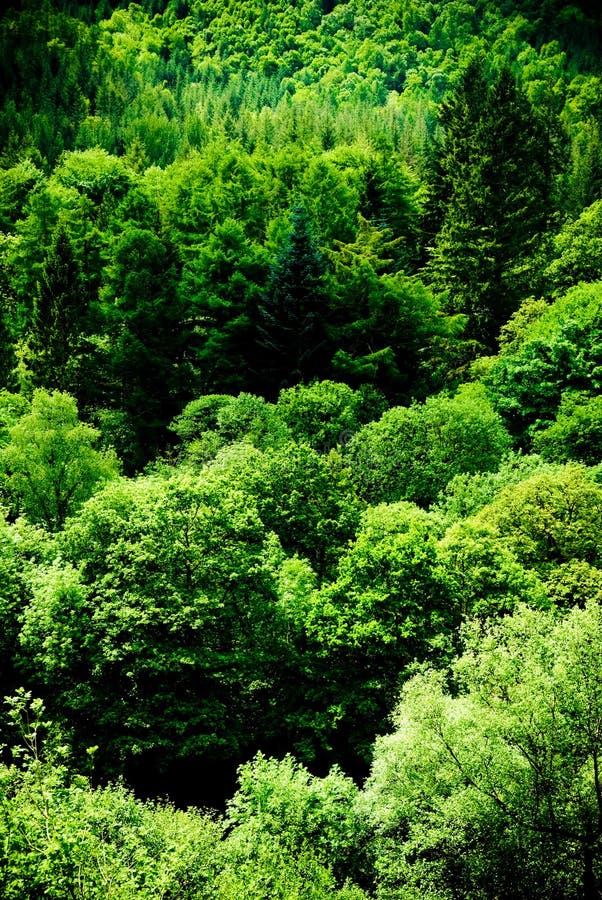 Beautiful Green Forest Scene