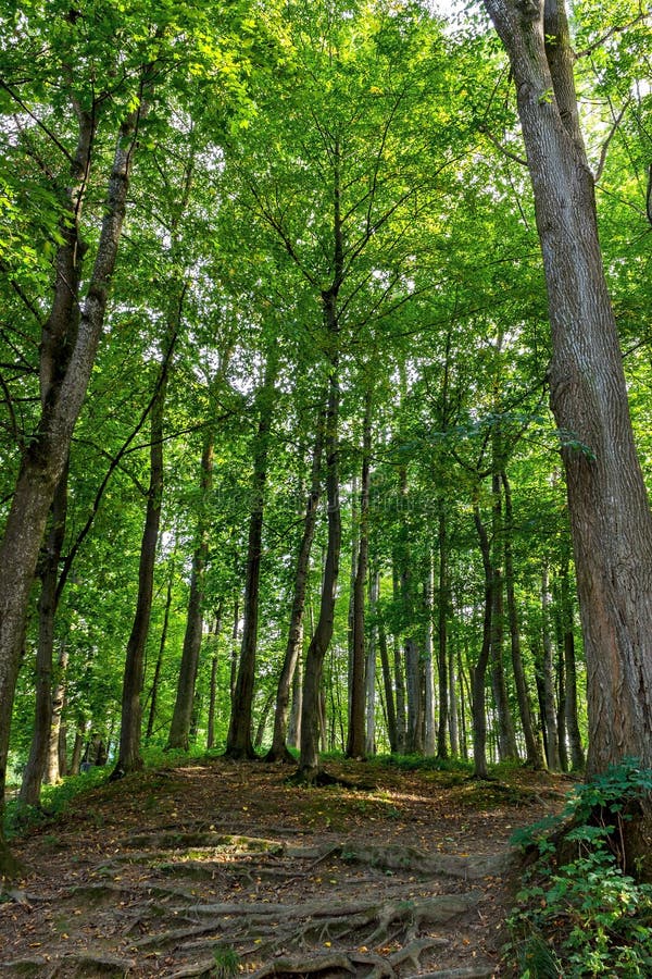 Beautiful Green Forest In Summer. Countryside Road, Path, Way, Lane, Pathway On Sunny Day In Spring Forest