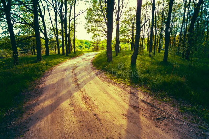 Beautiful Green Forest In Summer. Countryside Road