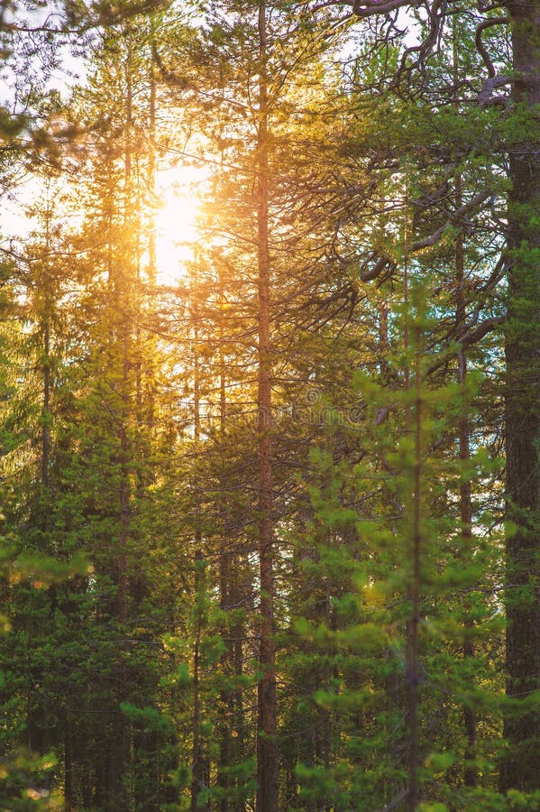 Beautiful Green Forest Trees With Sunlight Stock Photo Image Of Plant