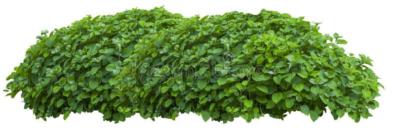 Beautiful fresh green bush isolated on white