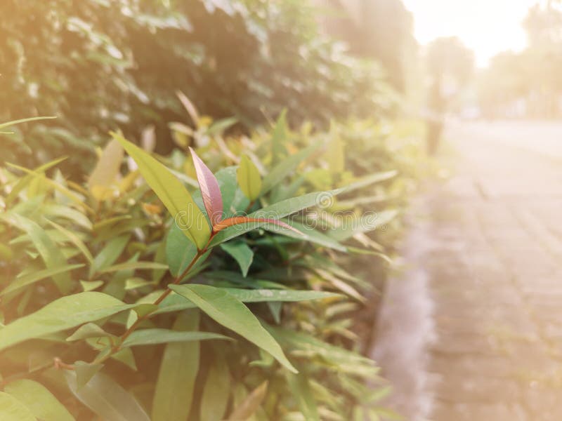 Beautiful green garden walkway in the morning.Selective focus green leaves and walking through. royalty free stock photography Beautiful green garden walkway in the morning.Selective focus green leaves and walking through. royalty free stock photography