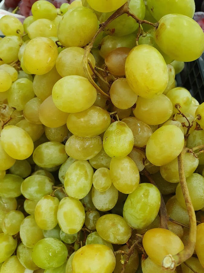 Beautiful Green Grapes. Fresh Fruits Stock Image Image of flower