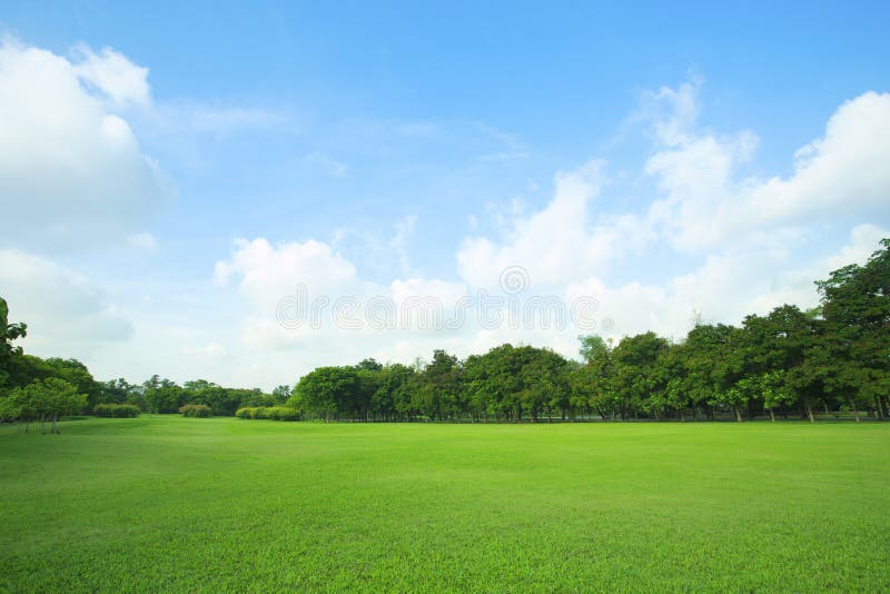 Beautiful green grass field and fresh plant in vibrant meadow ag