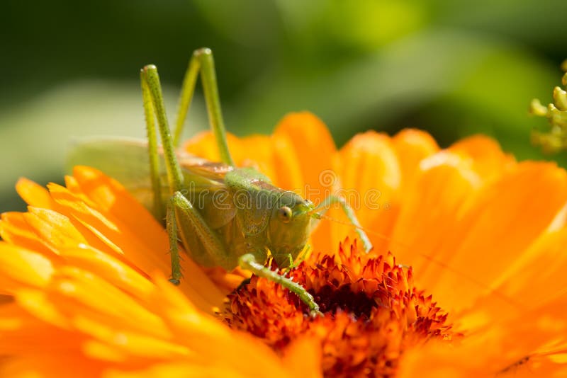 A beautiful green grasshopper sitting on a calendula. Insect resting on a flower. English marigold closeup. stock images A beautiful green grasshopper sitting on a calendula. Insect resting on a flower. English marigold closeup. stock images