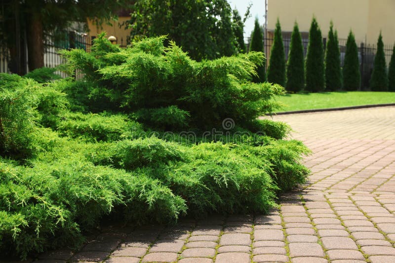 Beautiful green juniper shrub growing outdoors. Landscape design