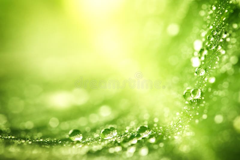 Beautiful green leaf with drops of water