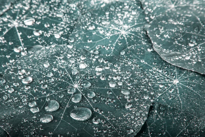 Beautiful green leaf with drops of water. Nature