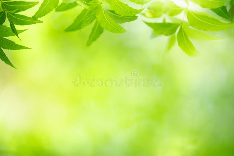 Beautiful Green Leaf Nature Background Stock Photo - Image of backdrop ...