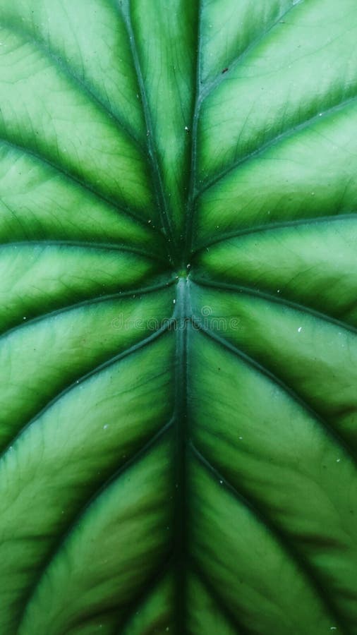 Beautiful Green Leaf Texture Look Cool and Fresh Stock Image - Image of ...