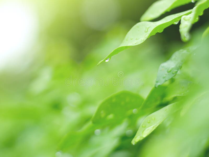 Beautiful green leafs and waterdrop background and abstract texture for wallpaper and peaceful