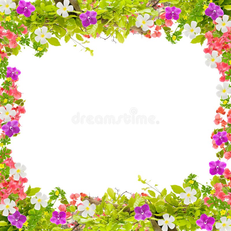 Beautiful Green Leaves Frame With Flower On White Background Stock