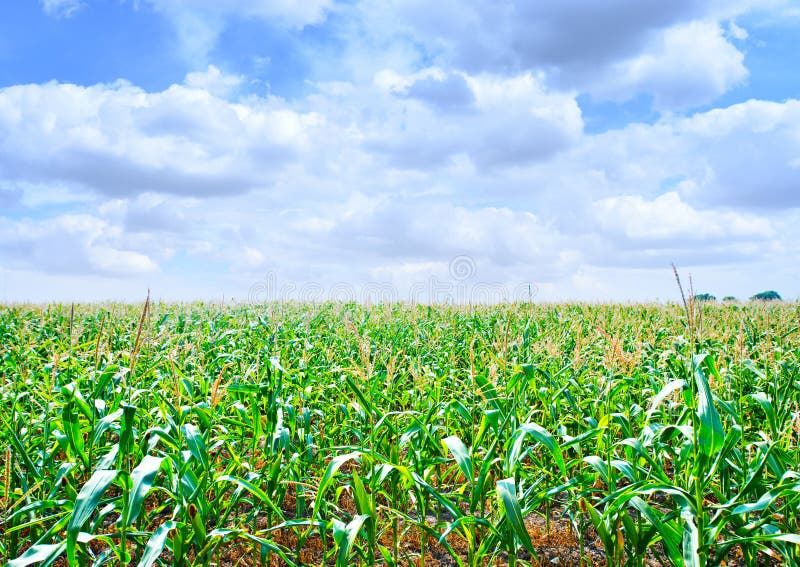 Beautiful Green Maize Field Stock Image Image of beautiful, farming