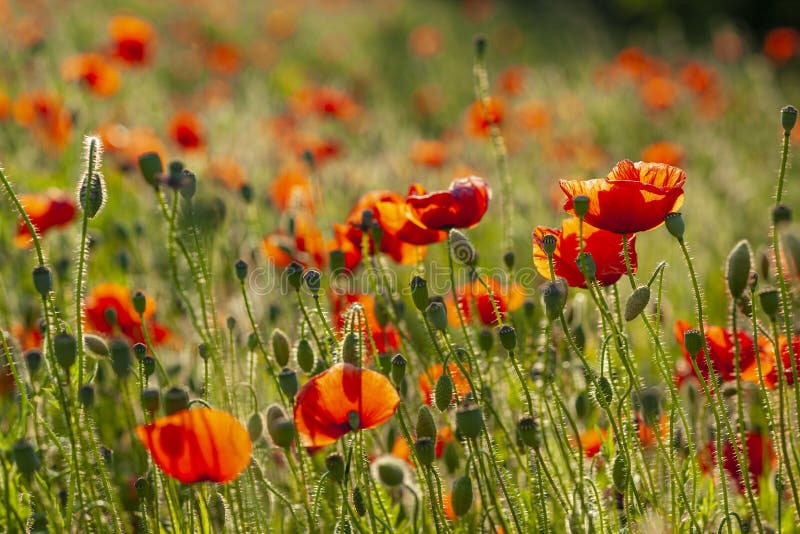 Meadow full of red poppies stock photo. Image of grass - 152499034