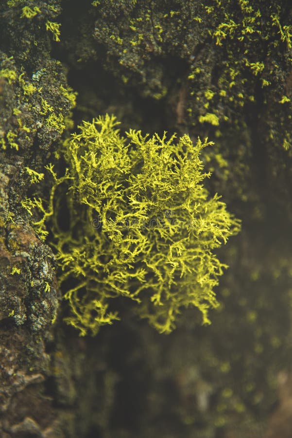 The beautiful green moss in the wood and the light just like a fairytale in Sequoia National Park royalty free stock image The beautiful green moss in the wood and the light just like a fairytale in Sequoia National Park royalty free stock image
