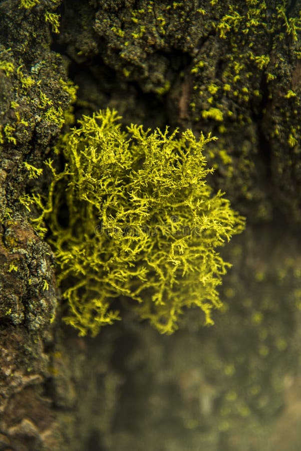 The beautiful green moss in the wood and the light just like a fairytale in Sequoia National Park royalty free stock photography The beautiful green moss in the wood and the light just like a fairytale in Sequoia National Park royalty free stock photography