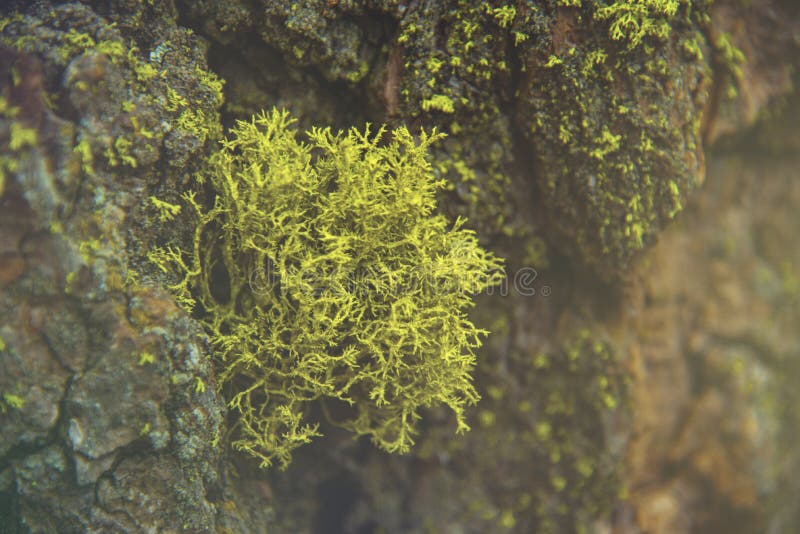 The beautiful green moss in the wood and the light just like a fairytale in Sequoia National Park stock photography The beautiful green moss in the wood and the light just like a fairytale in Sequoia National Park stock photography