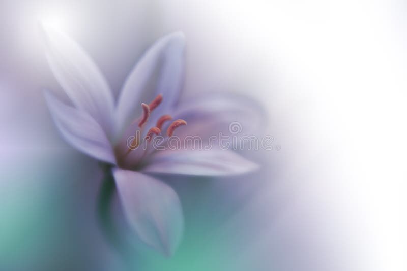 Beautiful Green Nature Background.Abstract Artistic Wallpaper.Art Macro Photography.Spring Flowers.Amazing Floral Photo.Ecology. royalty free stock image Beautiful Green Nature Background.Abstract Artistic Wallpaper.Art Macro Photography.Spring Flowers.Amazing Floral Photo.Ecology. royalty free stock image