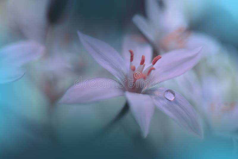 Beautiful Green Nature Background.Abstract Artistic Wallpaper.Macro Photography.Floral Art Design.White Flower.Ecology,plant,drop.