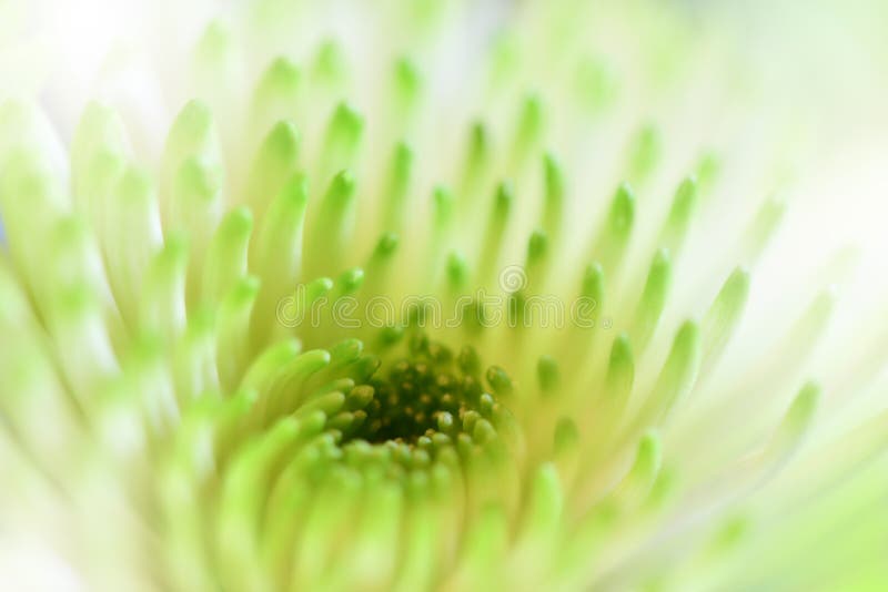 Beautiful Green Nature Background.Banner,website.Floral design.Artistic Abstract Flower.Green leaves.Ecology Energy of plant.