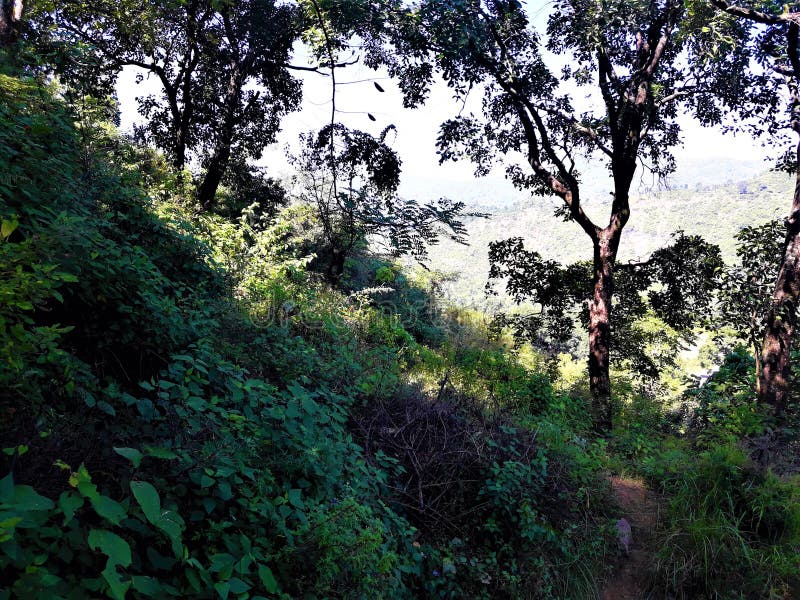 A Beautiful green Nature with Plants & Trees royalty free stock photography A Beautiful green Nature with Plants & Trees royalty free stock photography
