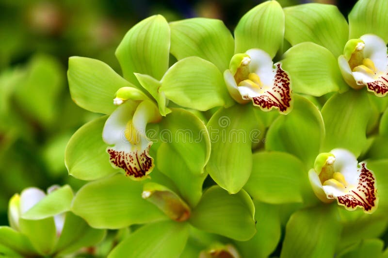 Beautiful Green Orchids