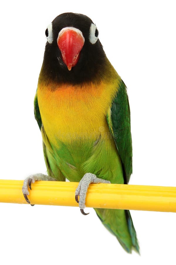 Green Parrot Lovebird Isolated Stock Photo Image of colorful, parrot 35663570
