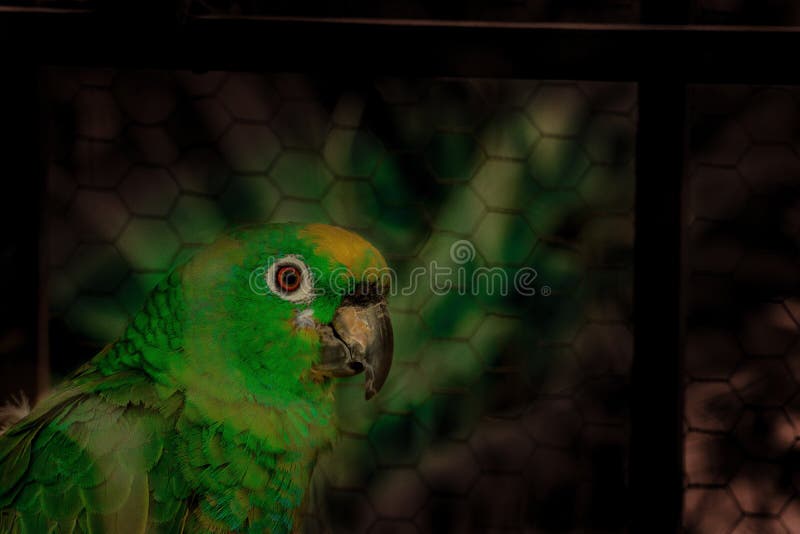 Beautiful green parrot in the metal cage royalty free stock images