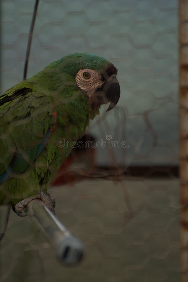 Beautiful green parrot in the metal cage royalty free stock photos