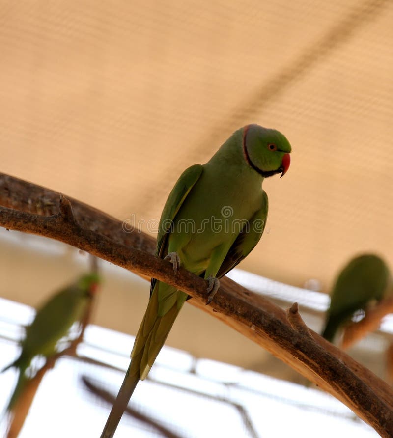 Beautiful green parrot with a tiny red nose and orange eyes sitting on a branch stock images