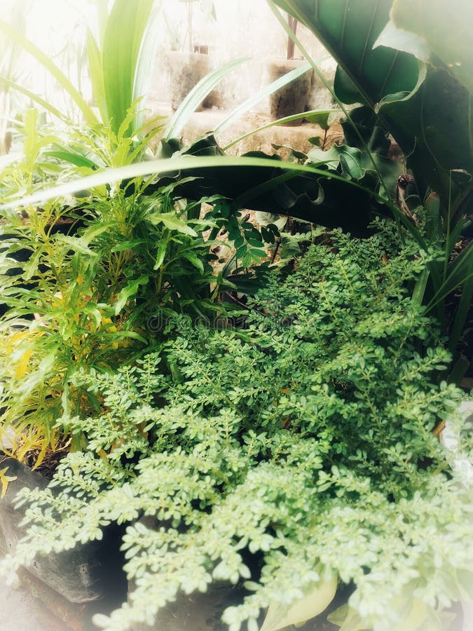 Beautiful Green Plants in the Garden Stock Photo Image of beautiful, garden 202639738