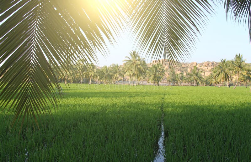 Beautiful green rice fields in Hampi, India. Palm trees, sun and royalty free stock photos Beautiful green rice fields in Hampi, India. Palm trees, sun and royalty free stock photos