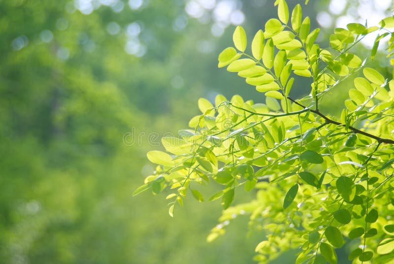 Beautiful green sheet to acacias royalty free stock photography