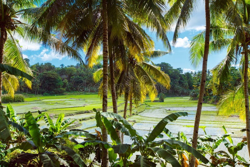 Beautiful Green Terrace Paddy Fields on Philippines Stock Image Image of field, asia 138399919
