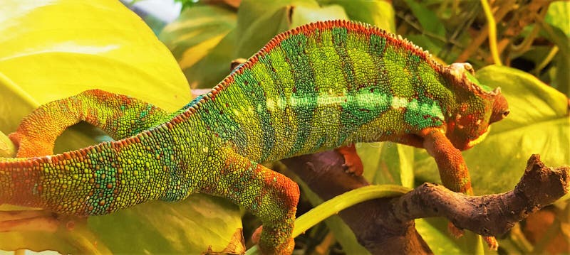 Beautiful Green Tiger Chameleon in Nature. Stock Image - Image of green