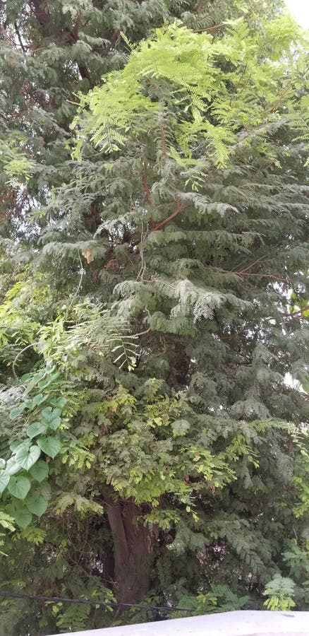 Beautiful Green Tree Near My House Stock Image Image of fresh