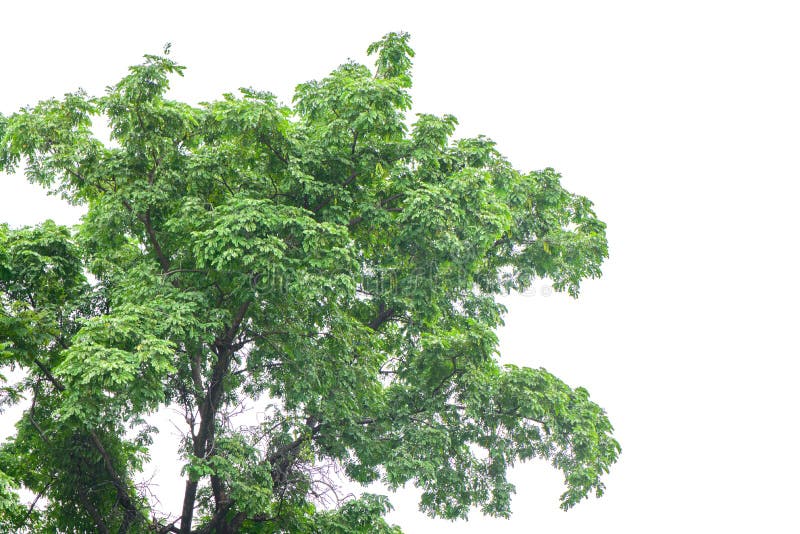 Beautiful green tree on a white background. stock images Beautiful green tree on a white background. stock images