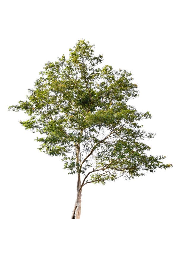 Beautiful green tree on a white background on high definition royalty free stock photos