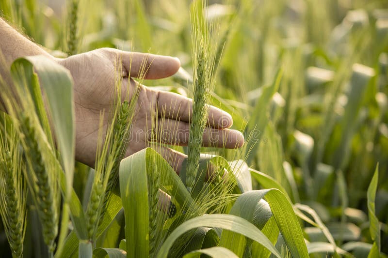 Beautiful Green Wheat Barley with Farmer Hand on Back Wallpaper Background Stock Photo - Image of india, barley: 174018752 Beautiful Green Wheat Barley with Farmer Hand on Back Wallpaper Background Stock Photo - Image of india, barley: 174018752