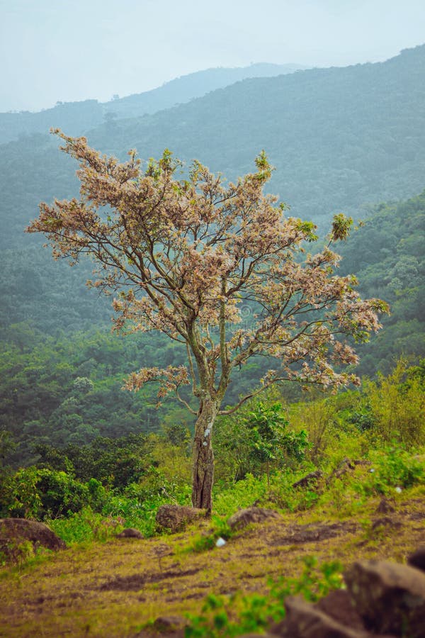 Beautiful Greenary Scenary at Aruku Stock Image - Image of tree, green:  246925657