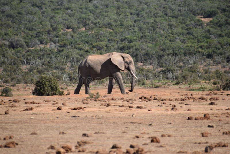 A beautiful grey big elephant in Addo Elephant Park in Colchester, South Africa. A beautiful grey big elephant in Addo Elephant Park in Colchester in South royalty free stock photos A beautiful grey big elephant in Addo Elephant Park in Colchester, South Africa. A beautiful grey big elephant in Addo Elephant Park in Colchester in South royalty free stock photos